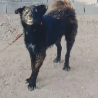 سگ قدرجونی
