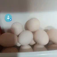 تخ مرغ محلی