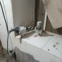 همه کفتر ها 1500