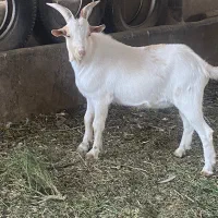 نر سانن