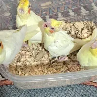 عروس هلندی نرمه خوروسرلاکی|پرنده|شیراز, شهرک رضوان|دیوار