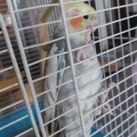 عروس هلندی نر سالم سخنگو