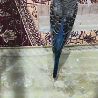 مرغ عشق سهره ماده فنچ نرگسی