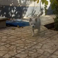 سگ پاکوتاه|سگ|خرمدره, |دیوار