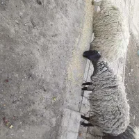 بره|حیوانات مزرعه|شاهین‌شهر, مورچه خورت|دیوار