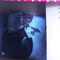 توله دو رگه ژرمن