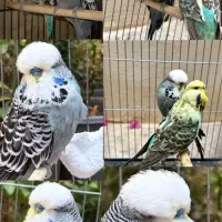 مرغ عشق انگلیسی و رینبو