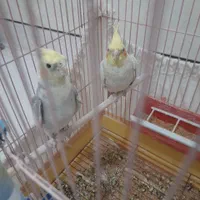 عروس هلندی