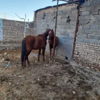 مادیان|اسب و تجهیزات اسب‌سواری|دشتابی, |دیوار