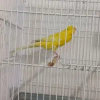 فروش ی جفت قناری رسمی بلند