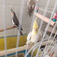 خورموج|پرنده|خورموج, |دیوار