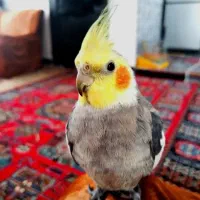 دو عدد عروس هلندی دستی