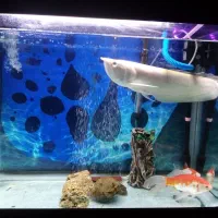 آروانا آلبینو 45سانت