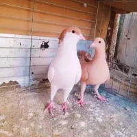 کفتر|پرنده|بندرعباس, |دیوار