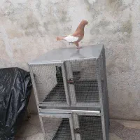 کفتر سینه زرد قفسی