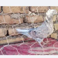 هفت رنگ دمسفید ماده