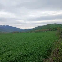 صنوبر نیگرا