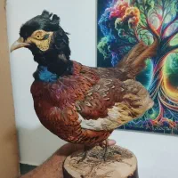 پرنده زینتی