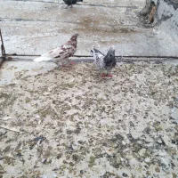 کبوتر