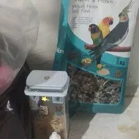 فروش 3عدد عروس هلندی|پرنده|لاجان, |دیوار