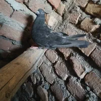 معاوضه ماده