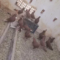 20 تا نوچه نر گلی دمسفید