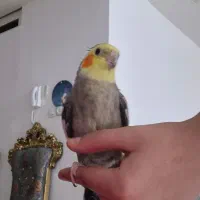 پرنده گمشده