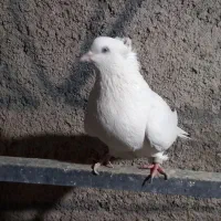 کفتر سفید ماده|پرنده|تهران, مشیریه|دیوار