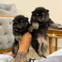 توله پامر ۲ماهه|سگ|شیراز, حومه شیراز|دیوار