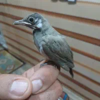 کبوتر اهلی جهت برکت