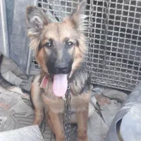 سگ ژرمن اصیل