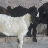 ۵تاکهره.دوبحر لنگه ای دوقلو سه قلو دونه ۶۸۰۰مقطو