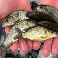 بچه ماهی کپور درشت