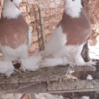 طوقی|پرنده|مبارکه, |دیوار