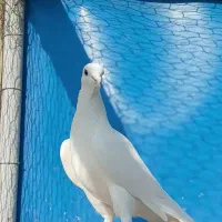 کبوتر پتی واله|پرنده|اصفهان, لاله|دیوار
