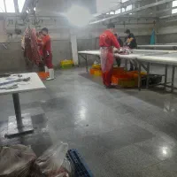 گوشت گوساله جونه سردست|عمده‌فروشی|محمدشهر, محمدشهر|دیوار