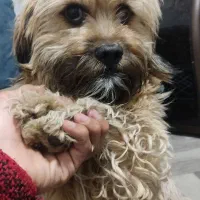 واگذاری سگ شیتزو