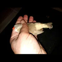 نر و ماده لپ زرد شرط و تضمین تخم وجوجه|پرنده|بندر ماهشهر, |دیوار