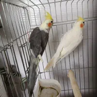 عروس هلندی یه جفت با قفس فقط ۲ میلیون|پرنده|قیدار, |دیوار