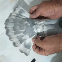 یک جفت کفتر سبز داور سفیدو سرور چاپی الماسی|پرنده|صدرا-فارس, فاز ۱|دیوار