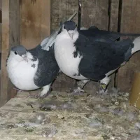 شیرازی نرماده|پرنده|بم, |دیوار