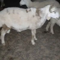 فروش قوچ|حیوانات مزرعه|جازموریان, |دیوار