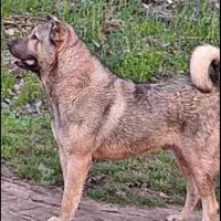 واگذاری سگ کانگال سراب خراسان افغان آلابای