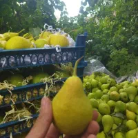 گلابی شاه میوه
