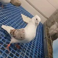 خوشونه|پرنده|خرمآباد, |دیوار