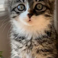 سیم کارت ایرانسل رند خاص