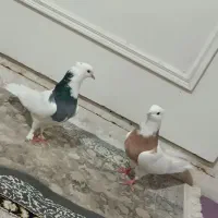 کبوتر|پرنده|یزد, |دیوار