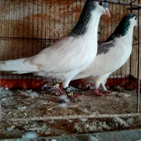کبوتر ساده چپ