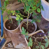 گوشی گ  ل|موبایل|سرپل ذهاب, |دیوار