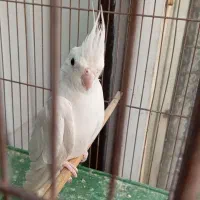 عروس هلندی البینو نردستی|پرنده|قم, انسجام|دیوار